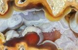 Unique, Druzy Agatized Fossil Coral Geode - Florida #66836-2